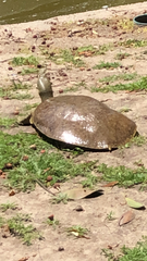 Apalone spinifera