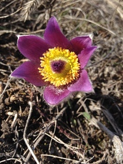 Pulsatilla montana