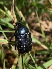 Euphoria sepulcralis