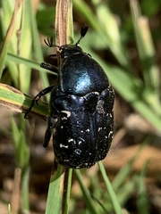 Euphoria sepulcralis