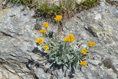 Jacobaea incana