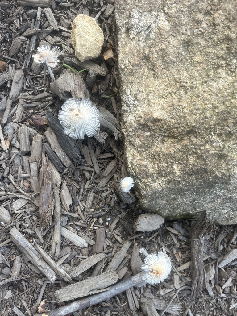 flocculose inkcap · August 2026 · photo: Photo: (c) Elliot Greiner, some rights reserved (CC BY) · iNaturalist
