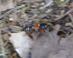 Staphylinus erythropterus