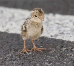 Callipepla californica