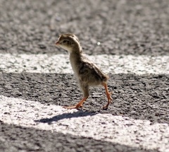 Callipepla californica