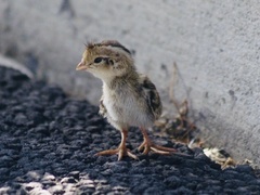 Callipepla californica