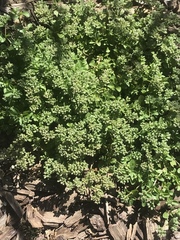 Polycarpon tetraphyllum tetraphyllum