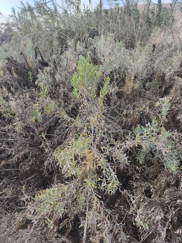 Tessaria absinthioides