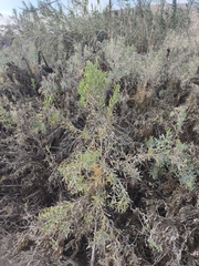 Tessaria absinthioides
