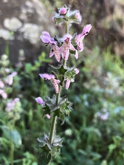 Stachys rigida quercetorum