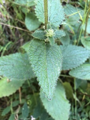 Stachys rigida quercetorum