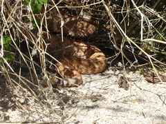 Crotalus