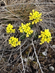 Draba lasiocarpa