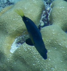 Hypoplectrus chlorurus