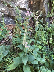 Stachys rigida quercetorum