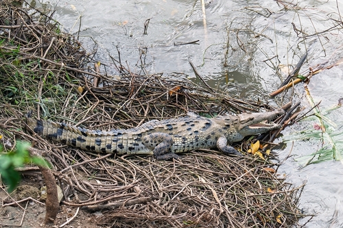 American Crocodile, photo 2 of 10