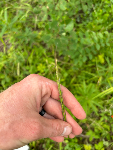 Awned Wheat Grass