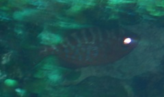 Heteropriacanthus cruentatus