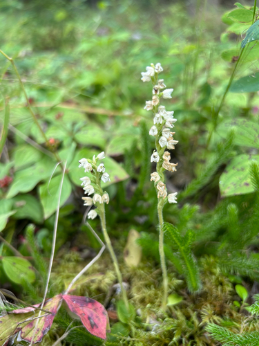 lesser rattlesnake plantain