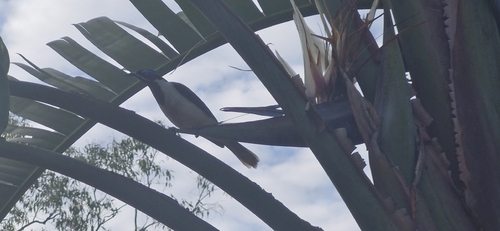 Blue-faced Honeyeater