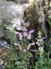 Stachys rigida quercetorum