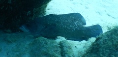 Rypticus saponaceus