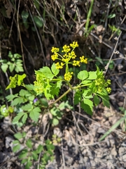 Thaspium barbinode