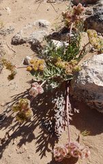 Cymopterus glomeratus
