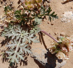Cymopterus glomeratus
