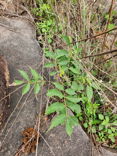 Stereospermum colais observed 2026-07-26