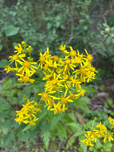 Cut-Leaved Ragwort