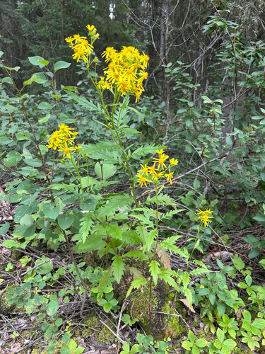 Senecio eremophilus