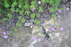 Geranium divaricatum