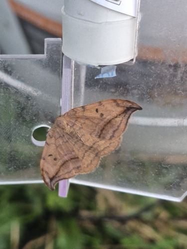 Dusky Hook-tip, Smallingerland, Friesland, Netherlands, photo 7 of 10