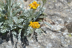 Jacobaea incana