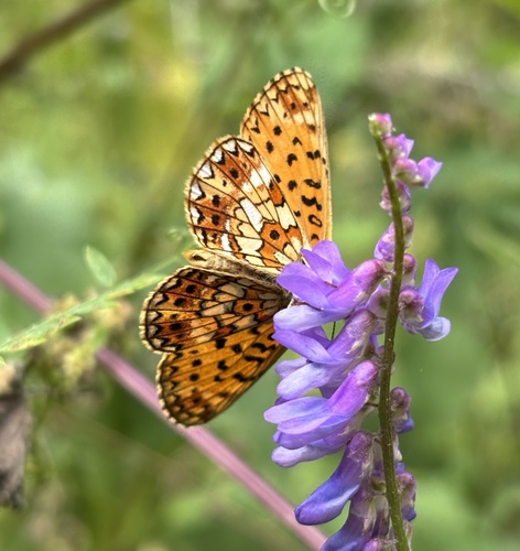 Eurasian Silver-bordered Fritillary