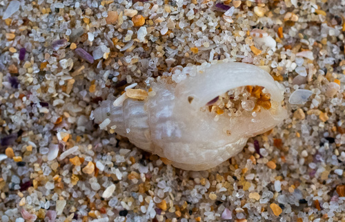 Nassarius nigellus, 2026-08-05