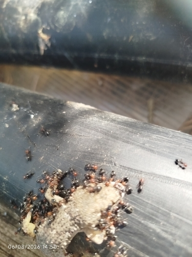 Mediterranean Acrobat Ant