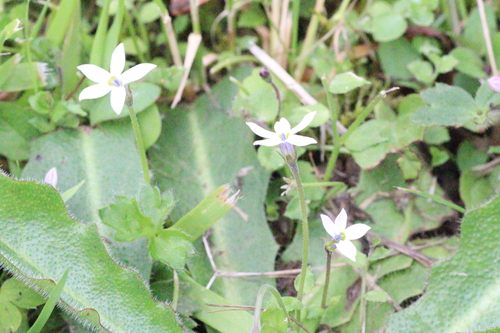 Lobelia pedunculata