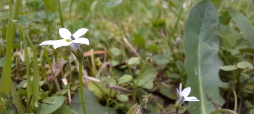 Lobelia pedunculata, photograph 2