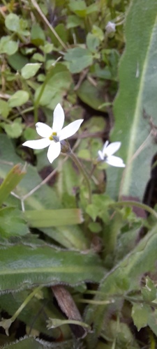 Lobelia pedunculata, photograph 3