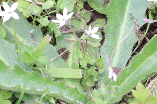 Lobelia pedunculata, photograph 1