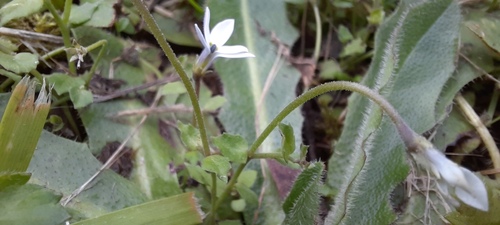 Lobelia pedunculata, photograph 4