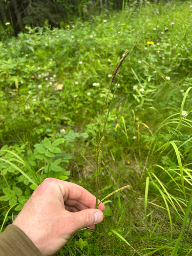 water sedge