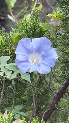 Ipomoea lindheimeri