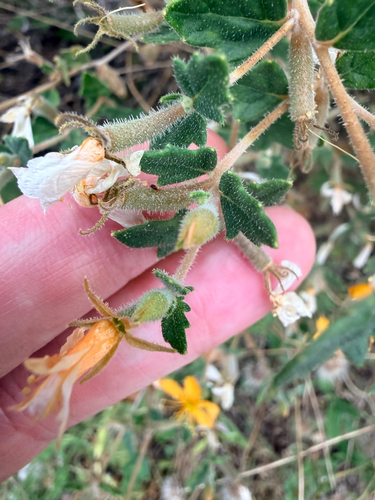 Mentzelia oligosperma