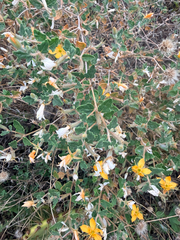 Mentzelia oligosperma, photograph (c) Jane Weeden, some rights reserved (CC BY)