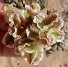 Cymopterus glomeratus