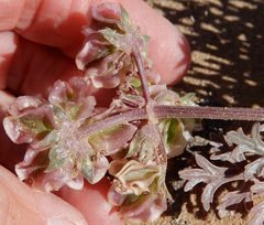 Cymopterus glomeratus