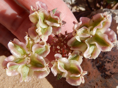 Cymopterus glomeratus